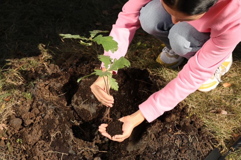 Cherry Tree Planting in Ventura County, CA